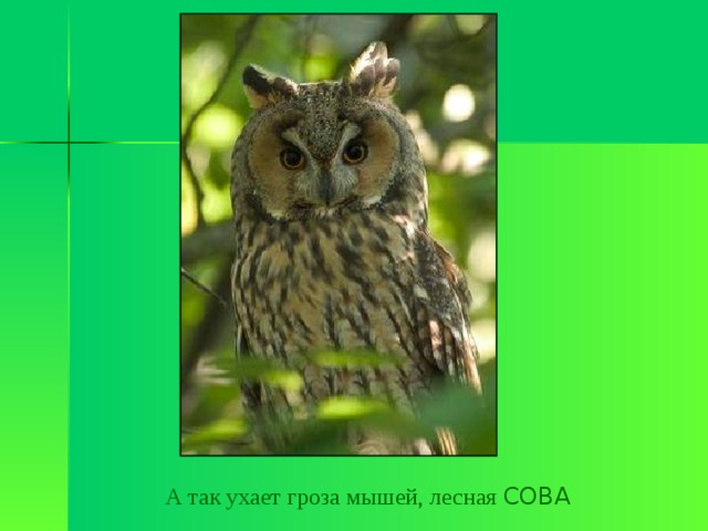 А так ухает гроза мышей, лесная СОВА 