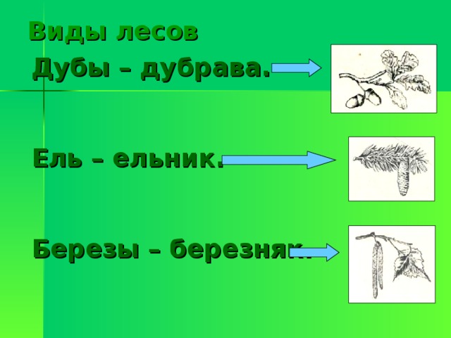 Виды лесов Дубы – дубрава.   Ель – ельник.   Березы – березняк.  