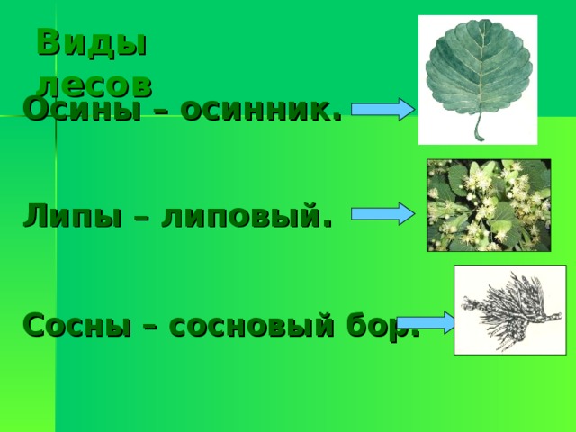 Виды лесов Осины – осинник.   Липы – липовый.   Сосны – сосновый бор.  