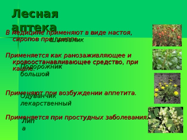 Лесная аптека В медицине применяют в виде настоя, сиропов при гриппе.  Применяется как ранозаживляющее и кровоостанавливающее средство, при кашле.   Применяют при возбуждении аппетита.   Применяется при простудных заболеваниях.  Шиповник Подорожник большой Одуванчик лекарственный Липа 