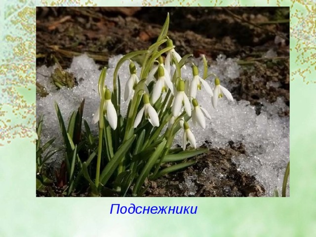 Подснежники 