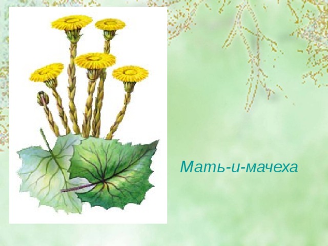 Мать-и-мачеха 