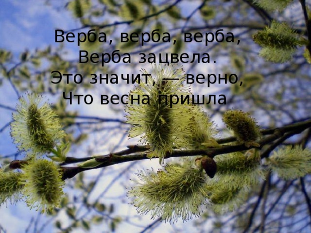 Верба, верба, верба, Верба зацвела. Это значит, — верно, Что весна пришла Верба, верба, верба,  Верба зацвела.  Это значит, — верно,  Что весна пришла 