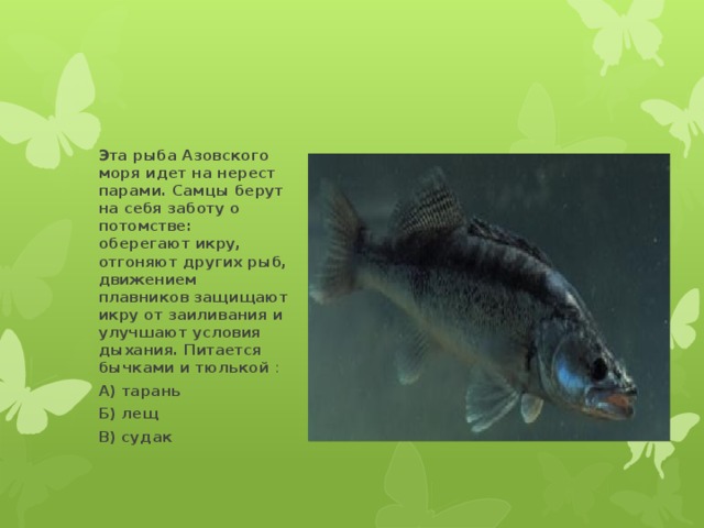 Эта рыба Азовского моря идет на нерест парами. Самцы берут на себя заботу о потомстве: оберегают икру, отгоняют других рыб, движением плавников защищают икру от заиливания и улучшают условия дыхания. Питается бычками и тюлькой : А) тарань Б) лещ В) судак 