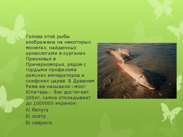 Голова этой рыбы изображена на некоторых монетах, найденных археологами в курганах Приазовья и Причерноморья, рядом с гордыми профилями римских императоров и скифских царей. В Древнем Риме ее называли «мозг Юпитера». Вес достигает 100кг, самка откладывает до 1000000 икринок: А) белуга Б) осетр В) севрюга 