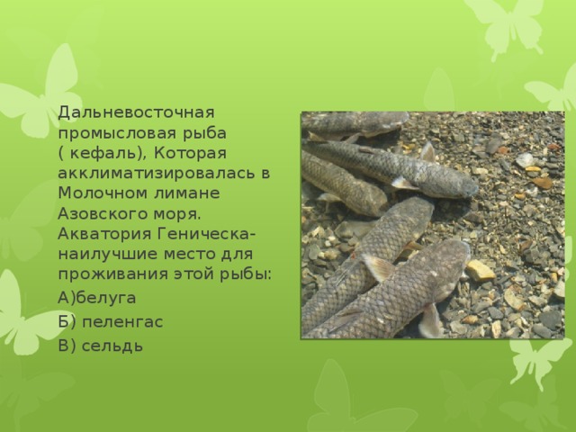 Дальневосточная промысловая рыба ( кефаль), Которая акклиматизировалась в Молочном лимане Азовского моря. Акватория Геническа- наилучшие место для проживания этой рыбы: А)белуга Б) пеленгас В) сельдь 