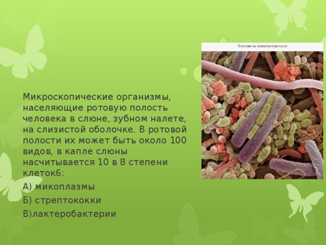Микроскопические организмы, населяющие ротовую полость человека в слюне, зубном налете, на слизистой оболочке. В ротовой полости их может быть около 100 видов, в капле слюны насчитывается 10 в 8 степени клеток6: А) микоплазмы Б) стрептококки В)лактеробактерии 
