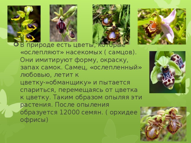 В природе есть цветы, которые «ослепляют» насекомых ( самцов). Они имитируют форму, окраску, запах самок. Самец, «ослепленный» любовью, летит к цветку-»обманщику» и пытается спариться, перемещаясь от цветка к цветку. Таким образом опыляя эти растения. После опыления образуется 12000 семян. ( орхидее офрисы) 