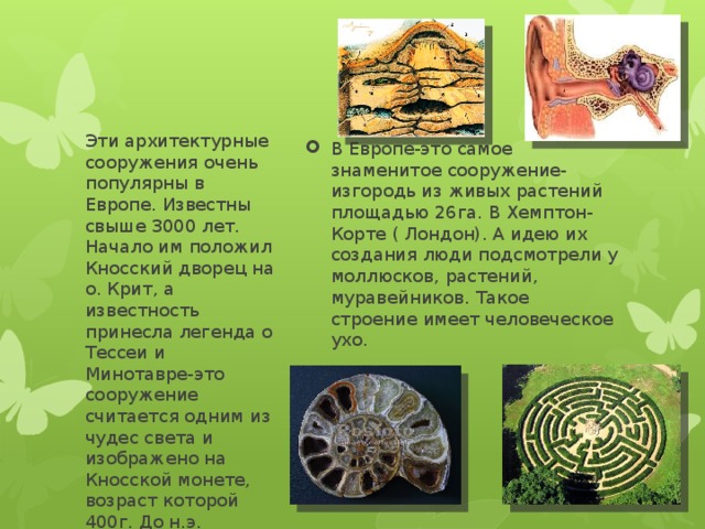 В Европе-это самое знаменитое сооружение-изгородь из живых растений площадью 26га. В Хемптон-Корте ( Лондон). А идею их создания люди подсмотрели у моллюсков, растений, муравейников. Такое строение имеет человеческое ухо. Эти архитектурные сооружения очень популярны в Европе. Известны свыше 3000 лет. Начало им положил Кносский дворец на о. Крит, а известность принесла легенда о Тессеи и Минотавре-это сооружение считается одним из чудес света и изображено на Кносской монете, возраст которой 400г. До н.э.  ( Лабиринт) 
