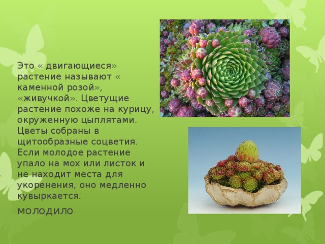 Это « двигающиеся» растение называют « каменной розой», «живучкой». Цветущие растение похоже на курицу, окруженную цыплятами. Цветы собраны в щитообразные соцветия. Если молодое растение упало на мох или листок и не находит места для укоренения, оно медленно кувыркается. молодило 