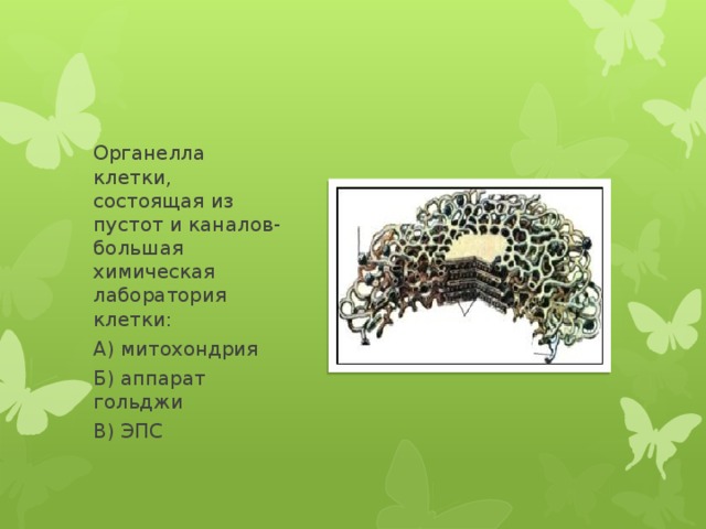 Органелла клетки, состоящая из пустот и каналов-большая химическая лаборатория клетки: А) митохондрия Б) аппарат гольджи В) ЭПС 