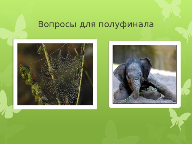 Вопросы для полуфинала 