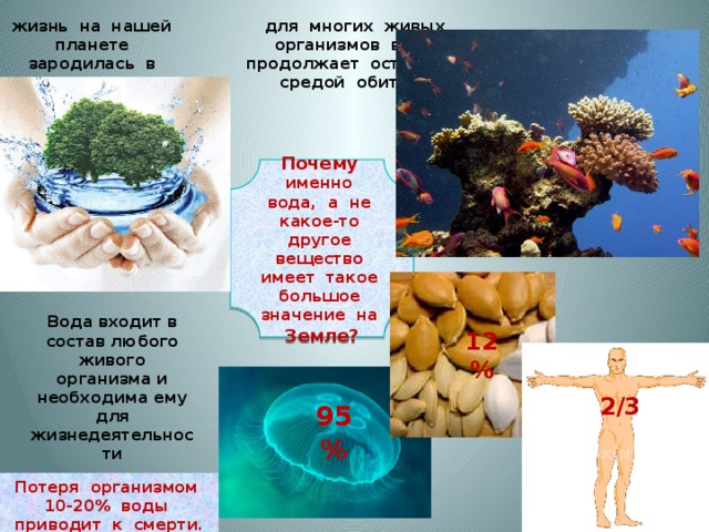 жизнь на нашей планете зародилась в воде для многих живых организмов вода продолжает оставаться средой обитания Почему именно вода, а не какое-то другое вещество имеет такое большое значение на Земле? Вода входит в состав любого живого организма и необходима ему для жизнедеятельности 12% 2/3 95% Потеря организмом 10-20% воды приводит к смерти. 