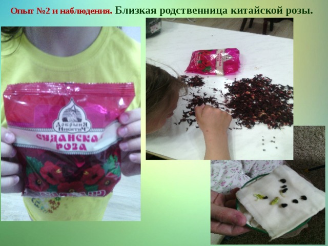 Опыт №2 и наблюдения . Близкая родственница китайской розы. 