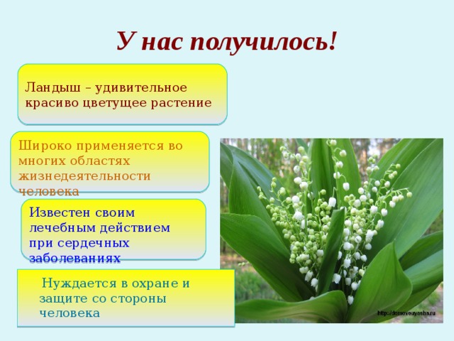 У нас получилось! Ландыш – удивительное красиво цветущее растение Широко применяется во многих областях жизнедеятельности человека Известен своим лечебным действием при сердечных заболеваниях  Нуждается в охране и защите со стороны человека 