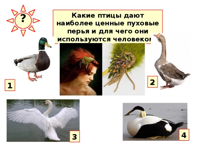 ? ? Какие птицы дают наиболее ценные пуховые перья и для чего они используются человеком? 2 1 4 3 