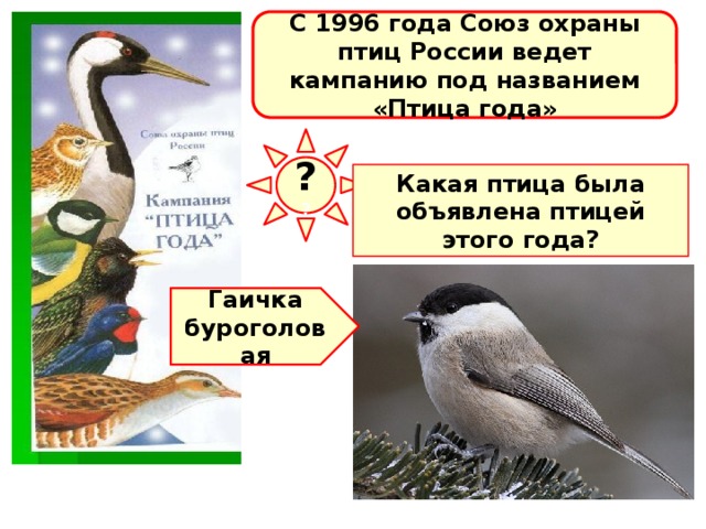 С 1996 года Союз охраны птиц России ведет кампанию под названием «Птица года» ? ? Какая птица была объявлена птицей этого года? Гаичка буроголовая 