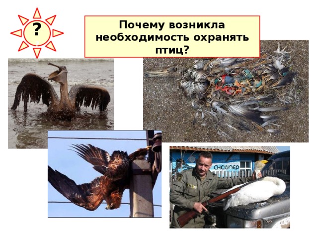 ? ? Почему возникла необходимость охранять птиц? 