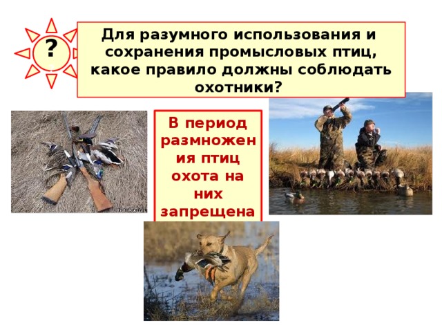 ? ? Для разумного использования и сохранения промысловых птиц, какое правило должны соблюдать охотники? В период размножения птиц охота на них запрещена! 