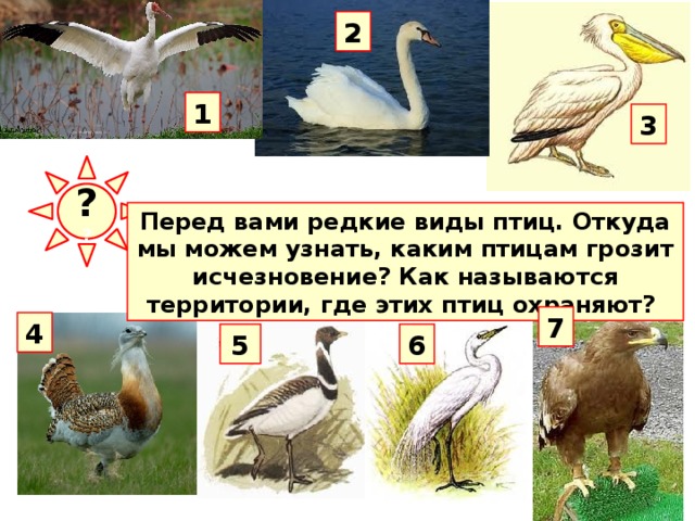 2 1 3 ? ? Перед вами редкие виды птиц. Откуда мы можем узнать, каким птицам грозит исчезновение? Как называются территории, где этих птиц охраняют? 7 4 5 6 Редкие виды птиц охраняются в заповедниках.  Так, в Астраханском заповеднике, расположенном в дельте Волги, охраняются пеликаны, белые цапли, лебеди и др. В нашей области под охраной находятся дрофа, стрепет  