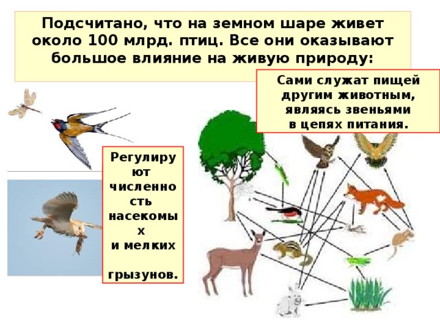 Подсчитано, что на земном шаре живет около 100 млрд. птиц. Все они оказывают большое влияние на живую природу:  Сами служат пищей другим животным, являясь звеньями  в цепях питания.  ? Регулируют численность насекомых и мелких  грызунов. ? 