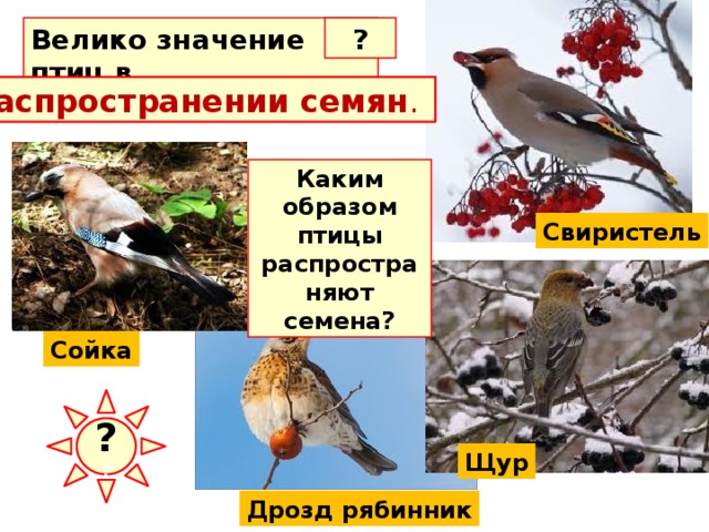 Велико значение птиц в ? распространении семян .  Каким образом птицы распространяют семена? Свиристель Сойка Склевывая сочные плоды рябины, бузины, брусники, черемухи, черники и многих других растений, они перелетают с места на место и выбрасывают вместе с пометом неповрежденные семена. Именно благодаря деятельности птиц тяжелые плоды дуба - желуди - оказываются вдали от дерева, на котором они выросли. Сойки и другие птицы, питающиеся желудями, уносят их на большое расстояние и часто теряют. ? ? Щур Дрозд рябинник  