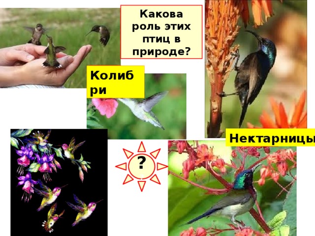 Какова роль этих птиц в природе? ? Колибри ? Нектарницы ? ? Цветки некоторых тропических растений опыляют птицы колибри и нектарницы, которые, подобно многим насекомым , питаются цветочным нектаром.  
