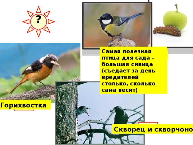 ? ? Самая полезная птица для сада – большая синица (съедает за день вредителей столько, сколько сама весит) Какую пользу приносят эти птицы? ? Большая синица Значение птиц для человека зависит главным образом от той роли, которую они играют в природе. Все насекомоядные птицы считаются полезными, так как они истребляют насекомых, в первую очередь различных массовых вредителей культурных и ценных дикорастущих растений. Поэтому так важно охранять птиц и привлекать их на поля, огороды, в сады. ? Горихвостка  ? Скворец и скворчонок  