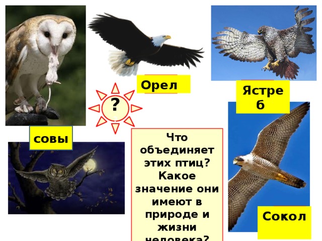 ? Орел ? Ястреб ? ? совы ? Что объединяет этих птиц? Какое значение они имеют в природе и жизни человека? полезны для человека и хищные птицы , во множестве уничтожающие мелких грызунов - вредителей полевых культур и распространителей многих инфекционных заболеваний (например, чумы, желтухи). ? Сокол   