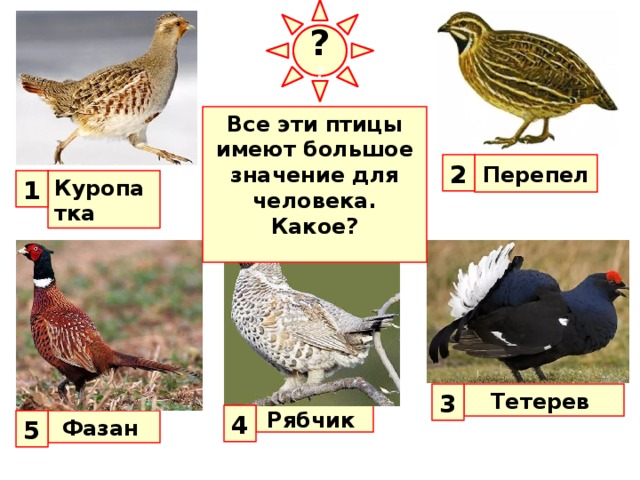 ? ? Все эти птицы имеют большое значение для человека. Какое?  Перепел 2 1 Куропатка На многих диких птиц существует промысловая и спортивная охота. Промышляют в основном куриных птиц - куропаток, рябчиков, тетеревов, перепелов, фазанов, а из водоплавающих - уток и гусей. 3 Тетерев 4 Рябчик Фазан 5  