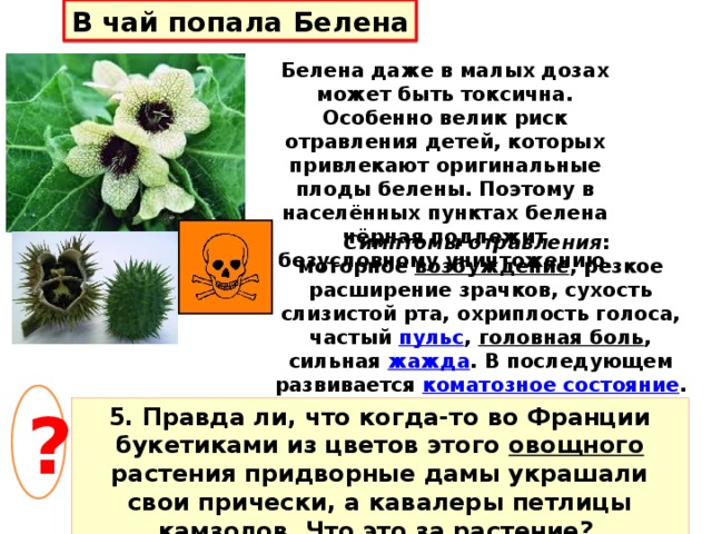 В чай попала Белена Белена даже в малых дозах может быть токсична. Особенно велик риск отравления детей, которых привлекают оригинальные плоды белены. Поэтому в населённых пунктах белена чёрная подлежит безусловному уничтожению. Симптомы отравления : моторное возбуждение , резкое расширение зрачков, сухость слизистой рта, охриплость голоса, частый пульс , головная боль , сильная жажда . В последующем развивается коматозное состояние . ? 5. Правда ли, что когда-то во Франции букетиками из цветов этого овощного растения придворные дамы украшали свои прически, а кавалеры петлицы камзолов. Что это за растение? 