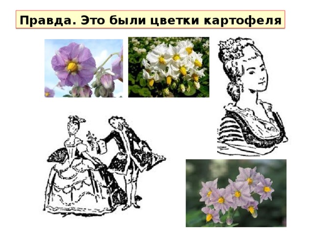 Правда. Это были цветки картофеля 