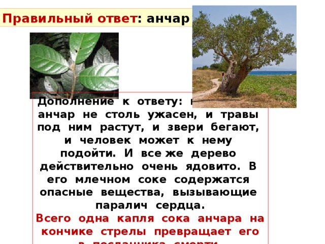 Правильный ответ : анчар Дополнение к ответу: настоящий анчар не столь ужасен, и травы под ним растут, и звери бегают, и человек может к нему подойти. И все же дерево действительно очень ядовито. В его млечном соке содержатся опасные вещества, вызывающие паралич сердца. Всего одна капля сока анчара на кончике стрелы превращает его в посланника смерти. 