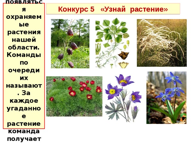 На экране будут появляться охраняемые растения нашей области. Команды по очереди их называют. За каждое угаданное растение команда получает звезду. Конкурс 5 «Узнай растение» 