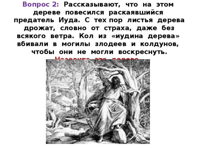 Вопрос 2:  Рассказывают, что на этом дереве повесился раскаявшийся предатель  Иуда.  С тех пор листья дерева дрожат, словно от страха, даже без всякого ветра. Кол из «иудина дерева» вбивали в могилы злодеев и колдунов, чтобы они не могли воскреснуть. Назовите это дерево. 