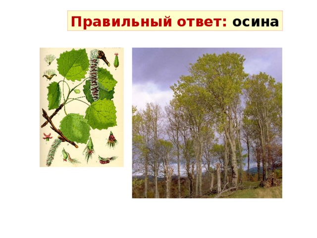 Правильный ответ: осина 