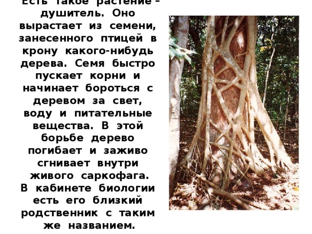 Вопрос 3:   Есть такое растение – душитель. Оно вырастает из семени, занесенного птицей в крону какого-нибудь дерева. Семя быстро пускает корни и начинает бороться с деревом за свет, воду и питательные вещества. В этой борьбе дерево погибает и заживо сгнивает внутри живого саркофага. В кабинете биологии есть его близкий родственник с таким же названием.  Что это за растение? 