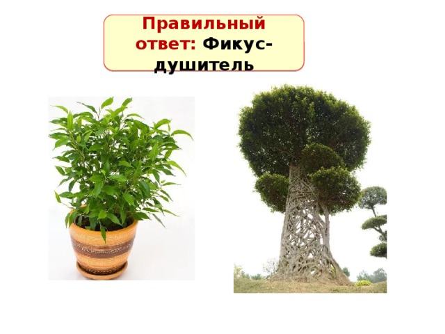 Правильный ответ: Фикус-душитель 