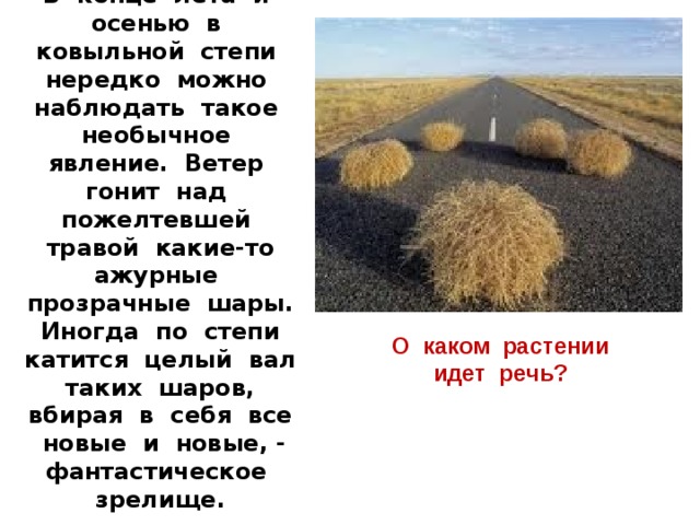 Вопрос 4:  В конце лета и осенью в ковыльной степи нередко можно наблюдать такое необычное явление. Ветер гонит над пожелтевшей травой какие-то ажурные прозрачные шары. Иногда по степи катится целый вал таких шаров, вбирая в себя все новые и новые, - фантастическое зрелище. О каком растении идет речь? 