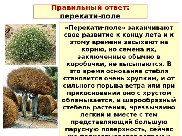 Правильный ответ: перекати-поле «Перекати-поле» заканчивают свое развитие к концу лета и к этому времени засыхают на корню, но семена их, заключенные обычно в коробочки, не высыпаются. В это время основание стебля становится очень хрупким, и от сильного порыва ветра или при прикосновении оно с хрустом обламывается, и шарообразный стебель растения, чрезвычайно легкий и вместе с тем представляющий большую парусную поверхность, сейчас же подхватывается ветром и странствует для того чтобы распространить свои семена. 