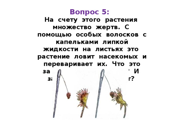 Вопрос 5:  На счету этого растения множество жертв. С помощью особых волосков с капельками липкой жидкости на листьях это растение ловит насекомых и переваривает их. Что это за растение - хищник? И зачем оно это делает? 