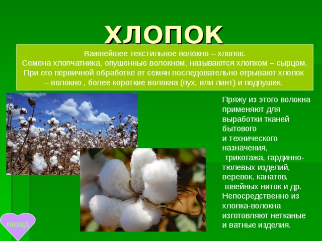 ХЛОПОК Важнейшее текстильное волокно – хлопок.  Семена хлопчатника, опушенные волокном, называются хлопком – сырцом. При его первичной обработке от семян последовательно отрывают хлопок – волокно , более короткие волокна (пух, или линт) и подпушек. Пряжу из этого волокна применяют для выработки тканей бытового и технического назначения,  трикотажа, гардинно-тюлевых изделий, веревок, канатов,  швейных ниток и др. Непосредственно из хлопка-волокна изготовляют нетканые и ватные изделия.  назад 