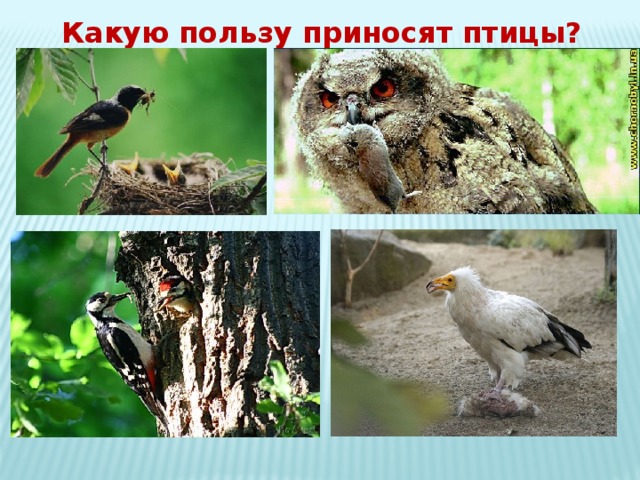 Какую пользу приносят птицы? 