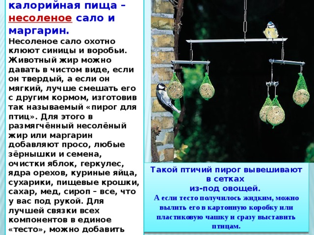 Зимой и ранней весной птицам нужна калорийная пища – несоленое сало и маргарин. Несоленое сало охотно клюют синицы и воробьи. Животный жир можно давать в чистом виде, если он твердый, а если он мягкий, лучше смешать его с другим кормом, изготовив так называемый «пирог для птиц». Для этого в  размягчённый несолёный жир или маргарин добавляют просо, любые зёрнышки и семена, очистки яблок, геркулес, ядра орехов, куриные яйца, сухарики, пищевые крошки, сахар, мед, сироп – все, что у вас под рукой. Для лучшей связки всех компонентов в единое «тесто», можно добавить подсолнечное масло. Всё хорошо перемешайте. Такой птичий пирог вывешивают в сетках из-под овощей.  А если тесто получилось жидким, можно вылить его в картонную коробку или пластиковую чашку и сразу выставить птицам. 