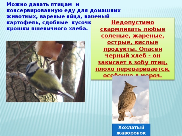 Можно давать птицам  и консервированную еду для домашних животных, вареные яйца, вареный картофель, сдобные  кусочки или крошки пшеничного хлеба. Недопустимо скармливать любые соленые, жареные, острые, кислые продукты. Опасен черный хлеб - он закисает в зобу птиц, плохо переваривается, особенно в мороз. Хохлатый жаворонок 