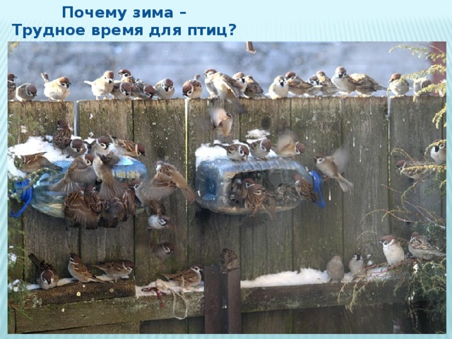 Почему зима – Трудное время для птиц? 