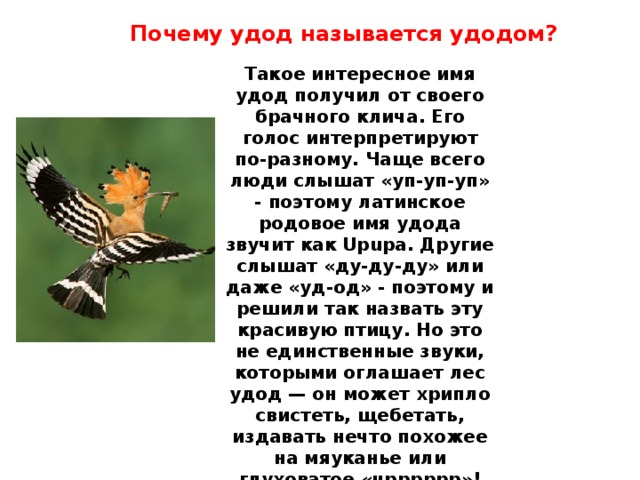 Почему удод называется удодом? Такое интересное имя удод получил от своего брачного клича. Его голос интерпретируют по-разному. Чаще всего люди слышат «уп-уп-уп» - поэтому латинское родовое имя удода звучит как Upupa. Другие слышат «ду-ду-ду» или даже «уд-од» - поэтому и решили так назвать эту красивую птицу. Но это не единственные звуки, которыми оглашает лес удод — он может хрипло свистеть, щебетать, издавать нечто похожее на мяуканье или глуховатое «чрррррр»! 