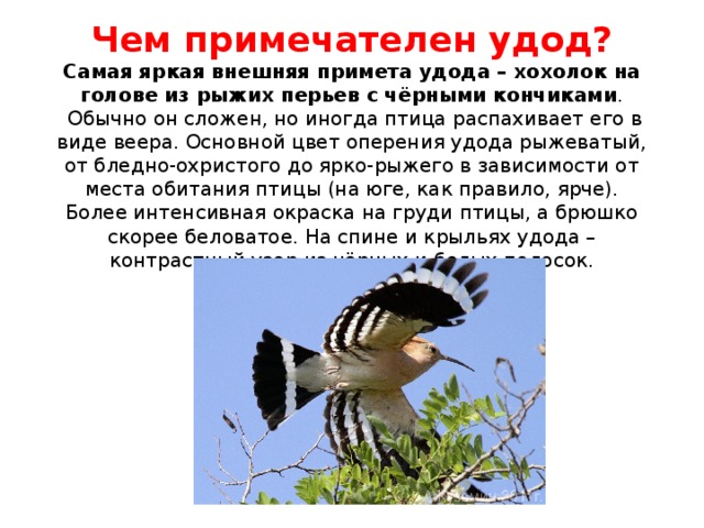 Чем примечателен удод? Самая яркая внешняя примета удода – хохолок на голове из рыжих перьев с чёрными кончиками .  Обычно он сложен, но иногда птица распахивает его в виде веера. Основной цвет оперения удода рыжеватый, от бледно-охристого до ярко-рыжего в зависимости от места обитания птицы (на юге, как правило, ярче). Более интенсивная окраска на груди птицы, а брюшко скорее беловатое. На спине и крыльях удода – контрастный узор из чёрных и белых полосок. 