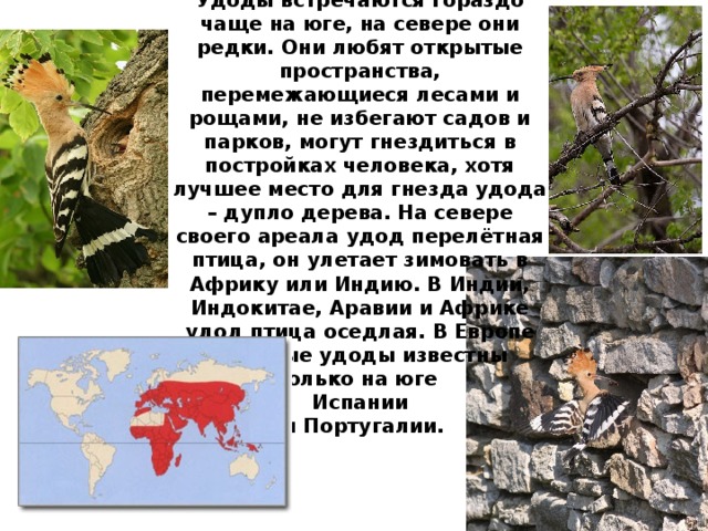 Распространен удод широко. Удоды встречаются гораздо чаще на юге, на севере они редки. Они любят открытые пространства, перемежающиеся лесами и рощами, не избегают садов и парков, могут гнездиться в постройках человека, хотя лучшее место для гнезда удода – дупло дерева. На севере своего ареала удод перелётная птица, он улетает зимовать в Африку или Индию. В Индии, Индокитае, Аравии и Африке удод птица оседлая. В Европе оседлые удоды известны только на юге Испании  и Португалии. 