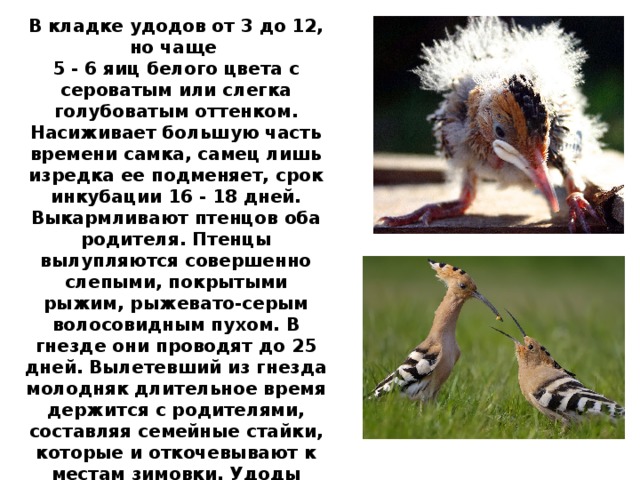 В кладке удодов от 3 до 12, но чаще 5 - 6 яиц белого цвета с сероватым или слегка голубоватым оттенком. Насиживает большую часть времени самка, самец лишь изредка ее подменяет, срок инкубации 16 - 18 дней. Выкармливают птенцов оба родителя. Птенцы вылупляются совершенно слепыми, покрытыми рыжим, рыжевато-серым волосовидным пухом. В гнезде они проводят до 25 дней. Вылетевший из гнезда молодняк длительное время держится с родителями, составляя семейные стайки, которые и откочевывают к местам зимовки. Удоды чаще встречаются в культурном ландшафте, близ жилья человека. Здесь больше доступных им кормов. 